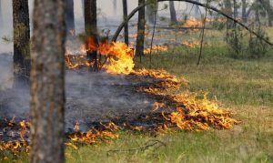 Управление по ЦАО Департамента ГОЧСиПБ напоминает жителям округа, что сейчас пожароопасный период в лесу 