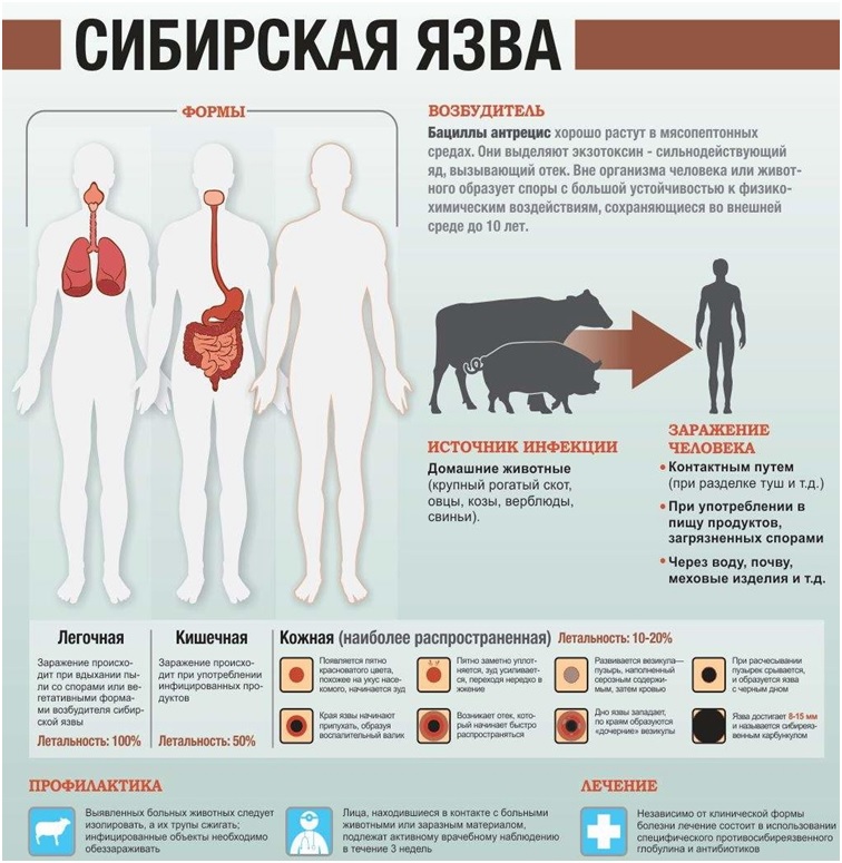 Сибирская язва у животных: симптомы, причины, лечение
