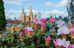 В парке «Зарядье» зацвели рододендроны, сирень и черемуха. Фото: mos.ru