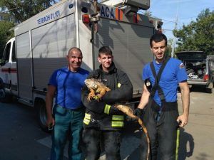 На юго-востоке Москвы спасатели поймали гулявшую по парку игуану.
