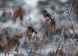 Разные пернатые появятся на ветках деревьев в парке «Зарядье» в зимний период. Фото: «Вечерняя Москва»