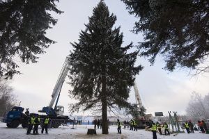 Главная новогодняя елка приедет из Подольского лесничества. Фото: "Вечерняя Москва"