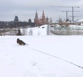 Сокол из орнитологической службы Кремля прошел тренировку в парке «Зарядье». Фото: "Вечерняя Москва"