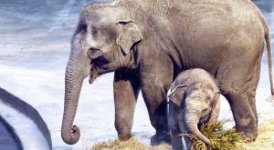 «Уголок дедушки Дурова» проведет конкурс имен для трех слонят. Фото: официальный сайт мэра Москвы