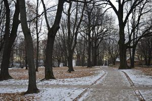 Шесть миллионов деревьев и кустарников высадили в Москве за последние восемь лет. Фото: Анна БыковаШесть миллионов деревьев и кустарников высадили в Москве за последние восемь лет. Фото: Анна Быкова