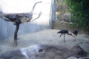 Два птенца черного аиста вылупились в Московском зоопарке. Фото: архив «Вечерняя Москва»