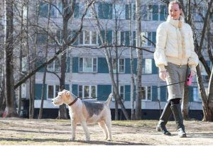 Волонтеры провели более 4000 часов на прогулках с собаками пенсионеров. Фото: сайт мэра Москвы