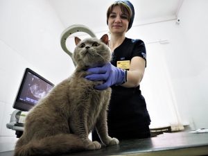 Ветеринары Москвы каждый год повышают квалификацию в специализированном учреждении. Фото: Антон Гердо, «Вечерняя Москва»