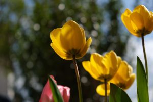 Желтые тюльпаны распустятся в саду «Эрмитаж». Фото: pixabay.com