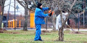 Столичные службы до начала зимы проведут обрезку деревьев. Фото: сайт мэра Москвы