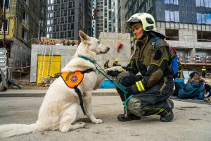 Спасатели продемонстрируют навыки служебных собак на Московском урбанфоруме. Фото: сайт мэра Москвы