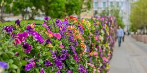 Прогулочные маршруты подготовили по району в рамках фестиваля «Сады и цветы». Фото: пресс-служба Департамента торговли и услуг города Москвы